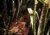 4 - Talli epifiti sui rizomi di Posidonia oceanica